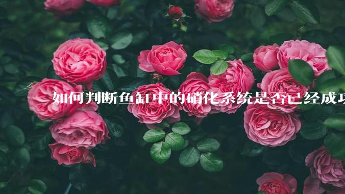 如何判断鱼缸中的硝化系统是否已经成功建立？